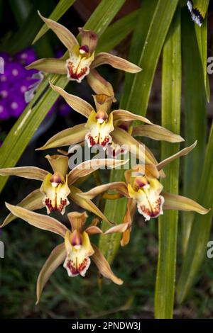 Fleurs d'orchidées avec pétales de couleur jaune-blanc et feuilles vertes Banque D'Images