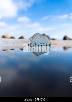 Vue à angle bas d'un marin près du vent dans une piscine à marée calme après avoir été lavé sur la plage du comté d'Orange en Californie Banque D'Images