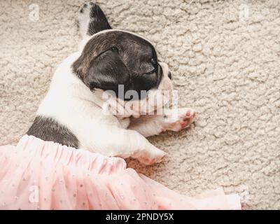 Adorable chiot allongé sur le rebord de la fenêtre Banque D'Images