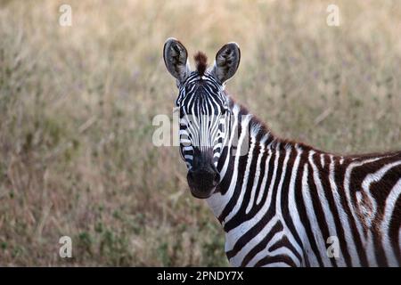 Grevys Zebra (Equus grevyi), Ngorongoro, Tanzanie, juillet 2007 Banque D'Images