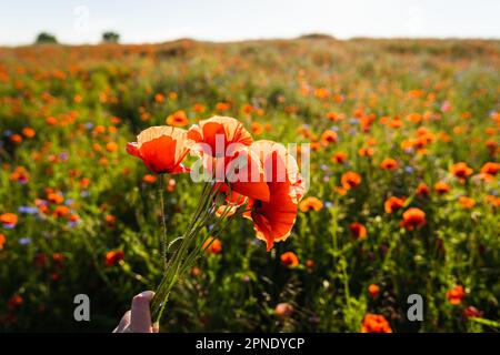 Une main tient un bouquet de coquelicots rouges sur le fond d'un champ de coquelicots avec d'autres fleurs de prairie. Banque D'Images