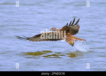 Cerf-volant rouge (Milvus milvus) en vol, attraper des poissons avec des talons de la surface de l'eau du lac Banque D'Images