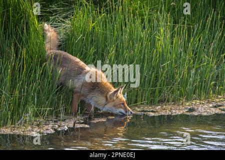 Renard roux solitaire (Vulpes vulpes) émergeant de plantes aquatiques pour boire de l'eau du lac en été Banque D'Images