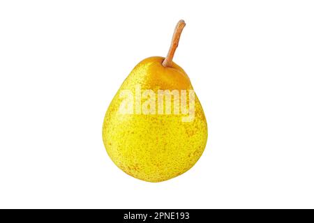 Rocha poire fruit entier isolé sur blanc. Poire à pois vert jaune. Banque D'Images