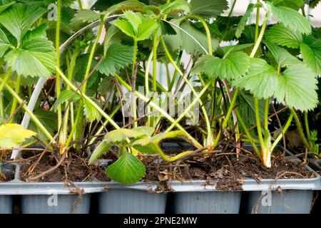Plantules de fraise dans des pots en plastique Banque D'Images