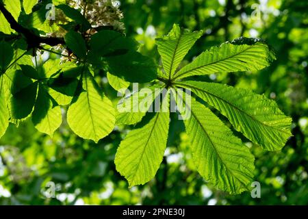 Printemps, vert, feuilles de châtaignier de cheval, feuilles de soleil Banque D'Images