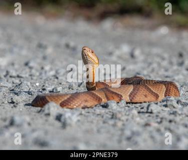 Un grand serpent est photographié couché sur le sol, sur fond de pierres, de rochers et d'herbe Banque D'Images