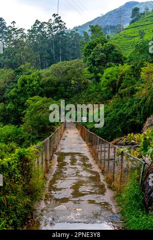 Un pont suspendu menant à une forêt dense dans une jungle à Munnar, Kerala, Inde Banque D'Images