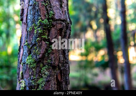 Avec une forêt de pins au loin, un pin a de la mousse qui pousse dessus. Banque D'Images