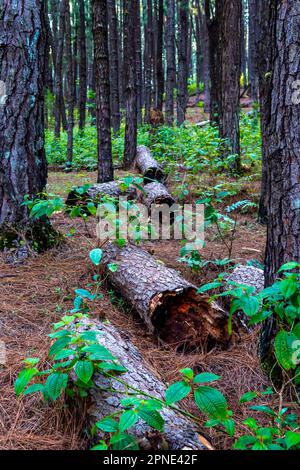 Dans une forêt de pins, les billes sont tombées, ont été divisées en morceaux et ont été placées à côté l'une de l'autre. Banque D'Images