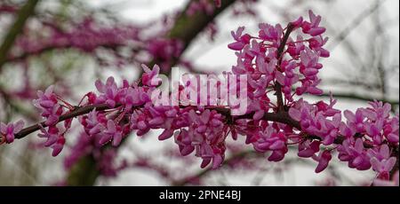 Arbre à boutons rouges de l'est, gros plan de la branche, fleurs roses à 2 tons, fleurs printanières, Cersis canadensis, Attrayant ornemental, AKA Judas arbre, natif à Pâques Banque D'Images