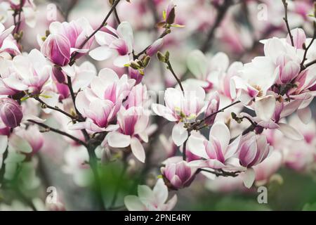 Fleurs de magnolia rose au printemps Banque D'Images