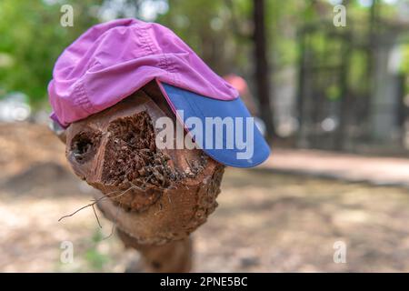 Une coupe transversale d'un arbre haché qui ressemble au robot alien Wall-E et a un capuchon violet et bleu sur sa tête Banque D'Images