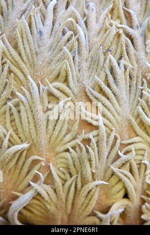 La texture d'une plante 'Cycas Revoluta' dans le jardin de Villa Ocampo, San Isidro, Buenos Aires, Argentine. Banque D'Images