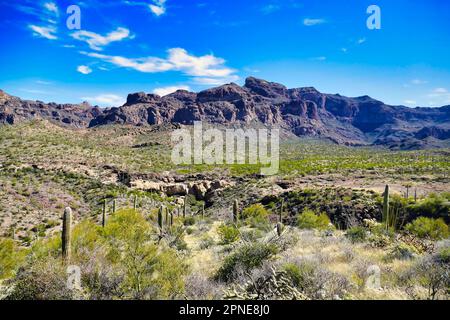 Paysage désertique le long de l'Ajo Mountain Drive, une route de terre en boucle à travers Organ Pipe Cactus National Monument dans le désert de Sonoran de l'Arizona, Etats-Unis Banque D'Images