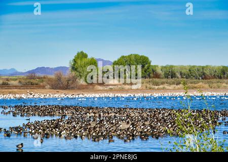 Canards et oies migrateurs dans un lac de la réserve naturelle de Cibola, dans la plaine inondable du fleuve Colorado en Arizona, à la frontière avec la Californie Banque D'Images