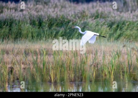 Grande aigrette Banque D'Images