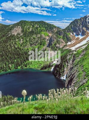 Xérophylle en fleurs au-dessus de falaise lac ci-dessous eagle cliff dans la bitterroot range le long du sentier près de stateline, supérieure au Montana Banque D'Images