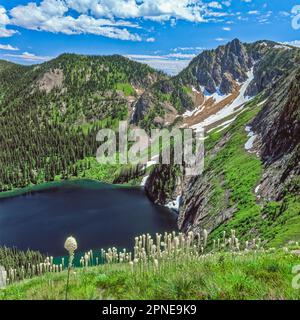 Xérophylle en fleurs au-dessus de falaise lac ci-dessous eagle cliff dans la bitterroot range le long du sentier près de stateline, supérieure au Montana Banque D'Images