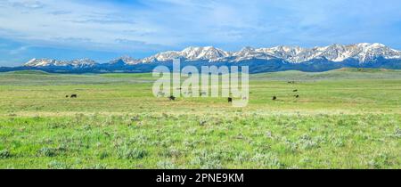 panorama du bétail paissant sur les parcours en dessous des montagnes de bridger près de wilsall, montana Banque D'Images