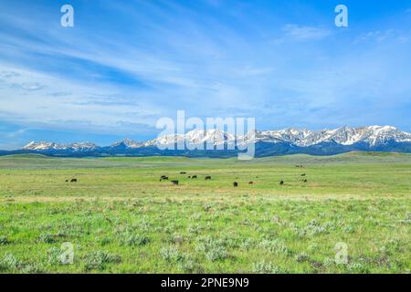 bétail paissant sur des parcours en dessous des montagnes de bridger près de wilsall, montana Banque D'Images