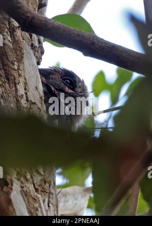 Australian Owlet-Nightjar (Aegatheles cristatus cristatus) adulte regardant hors de trou d'arbre dans la journée sud-est Queensland, Australie. Mars Banque D'Images