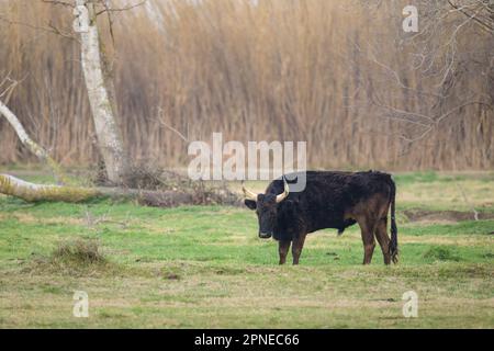 Un taureau noir debout sur un pâturage, matin brumeux au printemps, Camargue (Provence, France) Banque D'Images