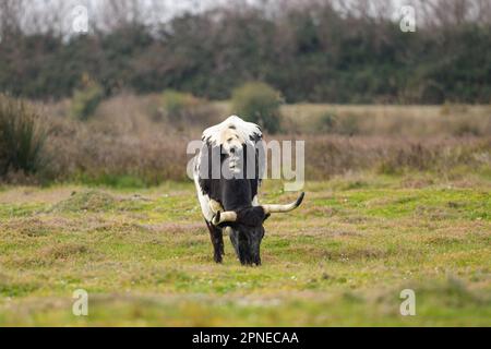 Un taureau debout sur un pâturage, jour ensoleillé au printemps, Camargue (Provence, France) Banque D'Images