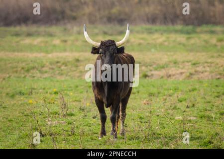 Un taureau noir debout sur un pâturage, jour ensoleillé au printemps, Camargue (Provence, France) Banque D'Images