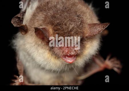 Portrait de la chauve-souris de Natterer (Myotis nattereri) dans un habitat naturel Banque D'Images
