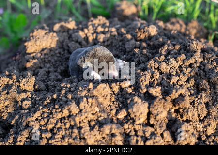 la mole s'arine d'un trou d'eau dans un jardin potager par une journée d'été. Lutte contre les rongeurs. Banque D'Images