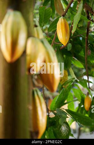 Gousse jaune brute de cacao sur fond de plantes floues Banque D'Images