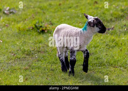 Agneau de printemps à visage noir et pattes dans un champ de pâturage vert. Mignon petit animal de ferme isolé contre fond d'herbe verte. Comté de Kildare, Irlande Banque D'Images