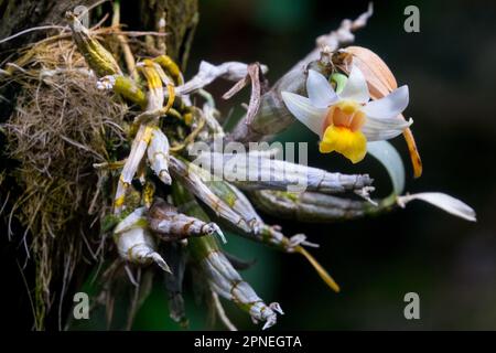 Fleur, orchidée, Dendrobium bellatulum plante à fleurs avec racines Banque D'Images