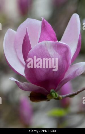 Magnolia, Bloom, Violet, soucoupe Magnolia, Magnolia x Soulangeana Lennei, Fleur Banque D'Images