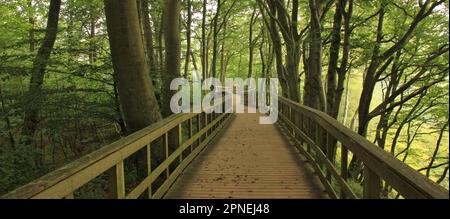 Gangplank dans une forêt de hêtre vert à Moens Klint, Danemark. Banque D'Images