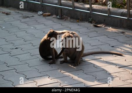 singe au parc national de Bannerghatta Bangalore jouant dans le zoo. Refuges de la faune sauvage de la forêt à Karnataka Inde Banque D'Images