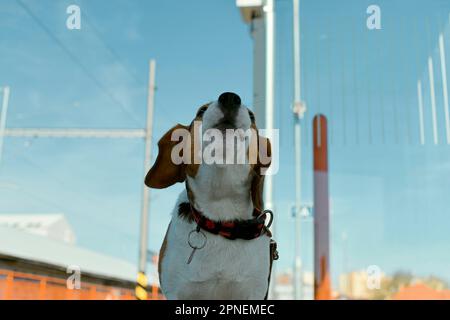 Un chien attend son propriétaire à la gare. Le concept de loyauté, d'abandon et d'amitié canine. Un beagle hurlant tristement pour son maître. Banque D'Images