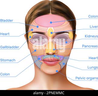 Réflexologie de la cartographie des visages infographies réalistes avec zones de massage marquées sur le visage femelle et noms des organes internes illustration vectorielle Illustration de Vecteur