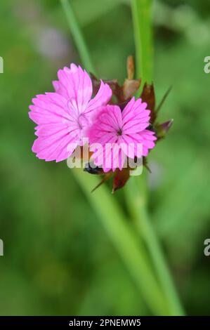 Dans la nature, la carnation (Dianthus) fleurit parmi les herbes Banque D'Images