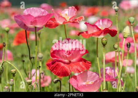 Gros plan de magnifiques coquelicots roses qui fleurissent au printemps Banque D'Images