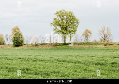 Pré de printemps après la pluie Banque D'Images