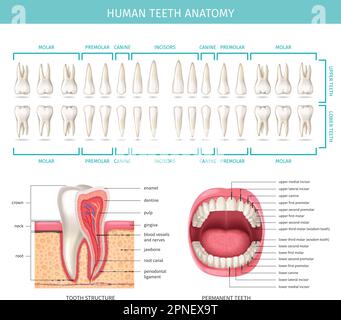 Diagramme de l'anatomie dentaire humaine avec illustration réaliste des mâchoires et des vecteurs de dents Illustration de Vecteur