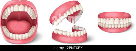 Ensemble anatomique dentaire des dents humaines avec illustration vectorielle isolée réaliste des mâchoires Illustration de Vecteur