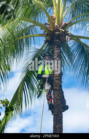 Le chirurgien des arbres dénutting les cococotiers pour la sécurité, Cairns, Far North Queensland, FNQ, QLD, Australie Banque D'Images