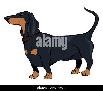 Dachshund. Illustration vectorielle d'un chien. Chien de chasse Illustration de Vecteur