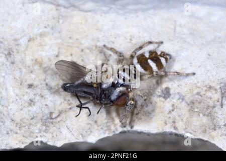 zebra Jumper (Salticus scenicus), avec une mouche comme proie, Allemagne Banque D'Images