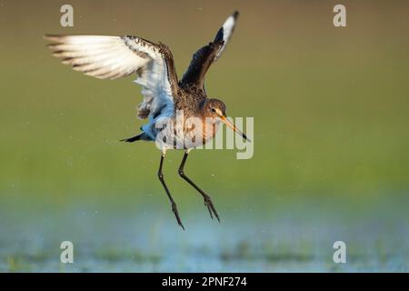 Godwit à queue noire (Limosa limosa), atterrissage dans un marais, vue latérale, Allemagne, Basse-Saxe Banque D'Images