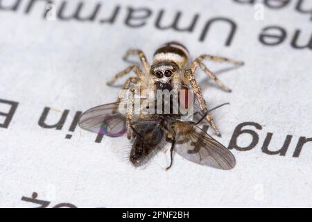 zebra Jumper (Salticus scenicus), avec une mouche comme proie, Allemagne Banque D'Images