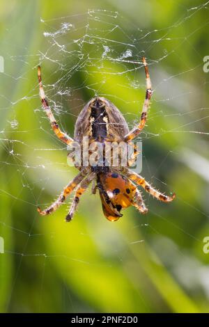 Crossettisserand, araignée de jardin européenne, araignée croisée (Araneus diadematus), femelle avec coccinelle, Allemagne Banque D'Images